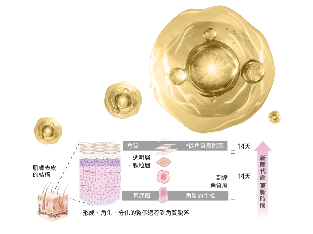 Cellularsome® 穩定載體