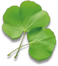 Plant PDRN 植物外泌體